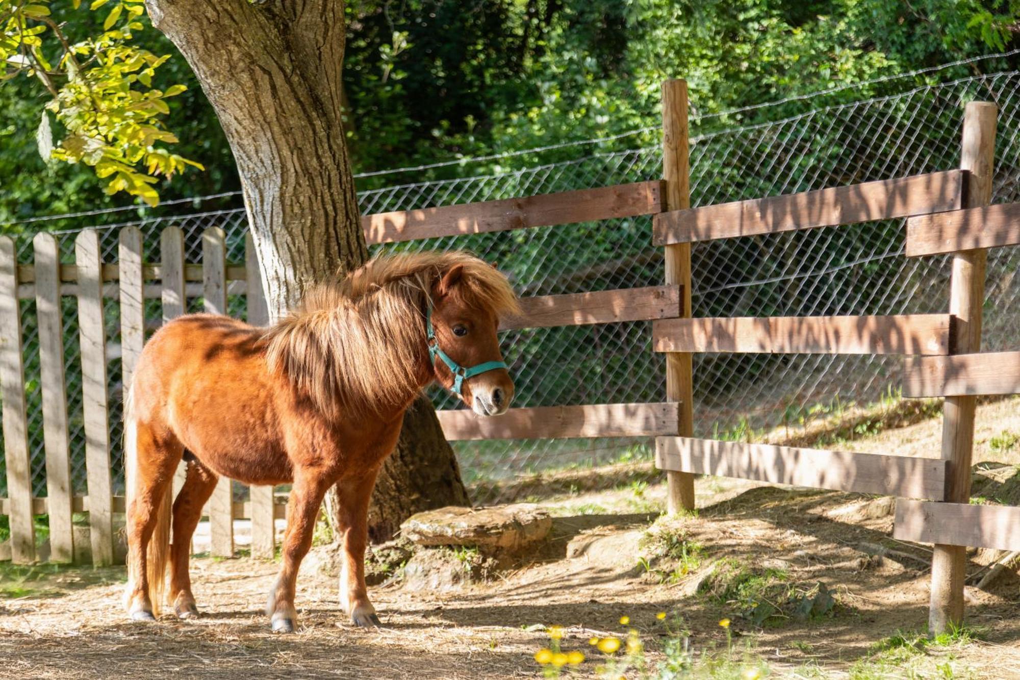 Alpaca Country House Pontedera Exterior foto
